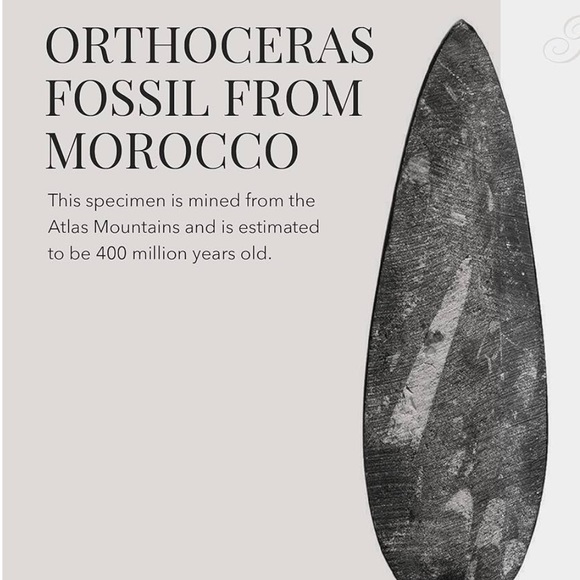 Kalifano - Natural Orthoceras Fossil From Morocco - Picture 2 of 4